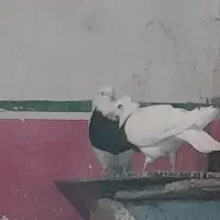 کبوتر طوقی سیاه جفت برا فروش