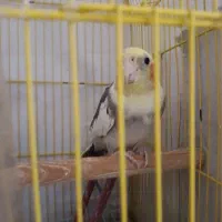 عروس هلندی زیبا و فول اهلی