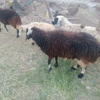 میش دورگ جوان سرمایه