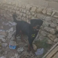 سگ روتوایلر