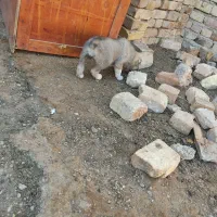 سگ نگهبان