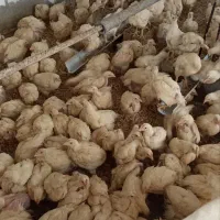 دونه ۲۵۰تومان گوشتی مرغ تخمگذار ۴۰۰مناسب نگهداری
