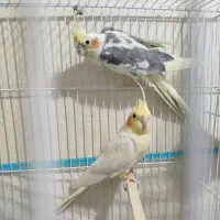جفت عروس سخنگو و رام رو تخم