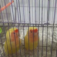 طوطی برزیلی|پرنده|مهدی شهر, |دیوار