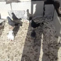 کبوتر طوقی|پرنده|نیر (اردبیل), |دیوار