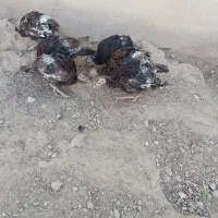 فروش ۴۵ عدد بوقلمون نژاد ایتالیایی ۴ ماهه دم تخم|حیوانات مزرعه|خرقان, |دیوار