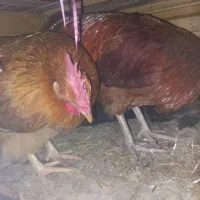 مرغ و خروس