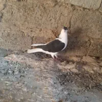 چپ سیاه ماده