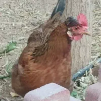 مرغ گلین لری