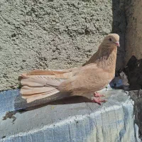 یک جفت کبوتر قطعه دار