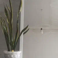 گل دیفن و سانسوریا|گل و گیاه طبیعی|تربت‌حیدریه, رضاشهر|دیوار