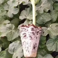 فروش نشا گوجه‌ وجانا خریدار نشا هندوانه دومارا