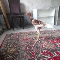 جوجه لاری ۵ماهه|حیوانات مزرعه|نوشین شهر, |دیوار