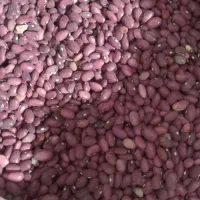 لوبیا قرمز|خوردنی و آشامیدنی|مرودشت, فاز اول شهرک فرهنگیان|دیوار