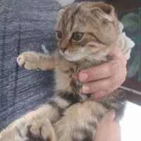 بچه گربه تبی فلد