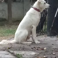 سگ ژرمن و الابای|سگ|سرخرود, |دیوار