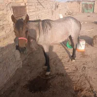 اسب مادیان خوب