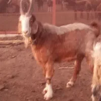 جلو کش درجه یک