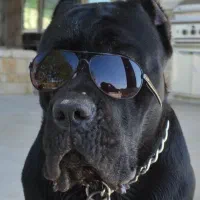 خاص ترین و اصیل ترین کن کورسو های ایران