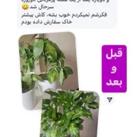 خدمات گل وگیاه و بررسی تخصصیو تعویض خاک درمنزل|گل و گیاه طبیعی|تهران, میدان ولیعصر|دیوار