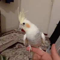 سلام  عروس هلندی  جدید بسیار  زیبا موجود شده|پرنده|شیراز, گل سرخ|دیوار