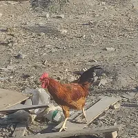 خروس اصیل و کفتر کبوتر و بره چاق|حیوانات مزرعه|مشهد, امیریه|دیوار