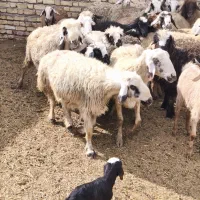 فروش میش بره دار بره کلر|حیوانات مزرعه|ارسنجان, |دیوار