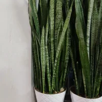 گل طبیعی ابلق پر شاخه|گل و گیاه طبیعی|مشهد, نیزه|دیوار