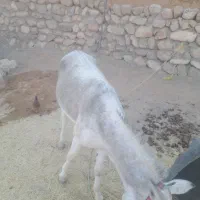 اسب ماده دو عدد و یک علاغ نر|اسب و تجهیزات اسبسواری|نورآباد, |دیوار