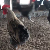 خروس ومرغ محلی ۳۰عدد وزن بالاوتخم مرغ نطفه دار|حیوانات مزرعه|هادی شهر, |دیوار