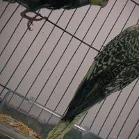 عروس هلندی|پرنده|بم, |دیوار