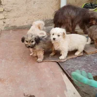 سگ پا کوتاه سگ خونگی|سگ|صباشهر, |دیوار