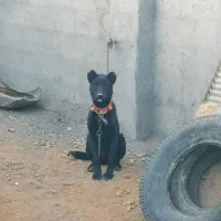 واگذاری توله قهدرجونی