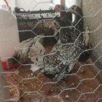 مرغ سیبرایت چهار عدد یک خروس سه مرغ