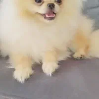 سگ پامر پکینیز عروسکی سایز صفر