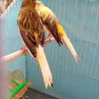 قناری|پرنده|مشهد, وکیل‌آباد|دیوار