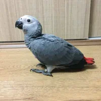 جوجه کاسکو دم قرمز