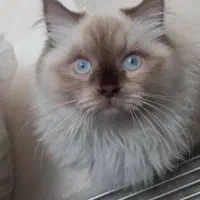 گربه هیمالین ۱ساله|گربه|تهران, افسریه شمالی|دیوار