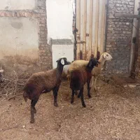 توقلی