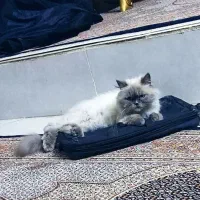 واگذاری گربه هیمالین