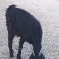 فروش گوسفند محلی|حیوانات مزرعه|رودخانه, |دیوار