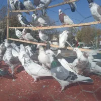 کبوتر فروشی در کردان