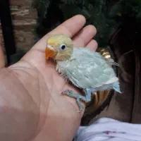 جوجه طوطی برزیلی رنگهای زیبا|پرنده|اهواز, گلستان|دیوار