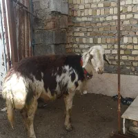 فروش قورچ 2 سال