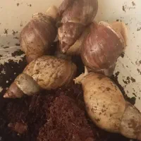 حلزون آچاتینا . آفریقایی