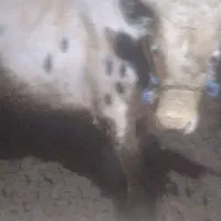 یکدعدد گوساله نر درجه یک به فروش میرسد