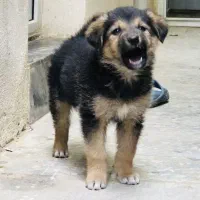 سرپرستی توله ژرمن