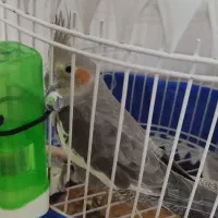 عروس هلندی|پرنده|شاهرود, |دیوار