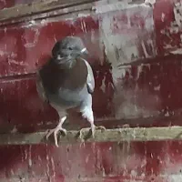 باخ کرده روزجمعه پیس دوم سرور نرم هستش شب موندبالا