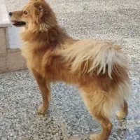 سگ پاپی نر|سگ|مبارکه, |دیوار